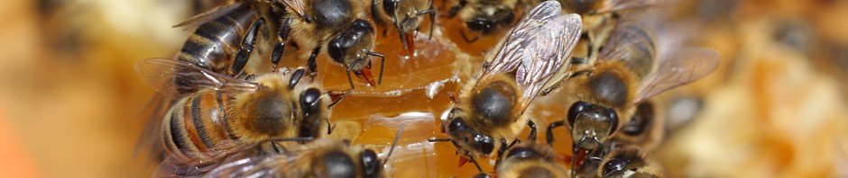 Canterbury Beekeepers