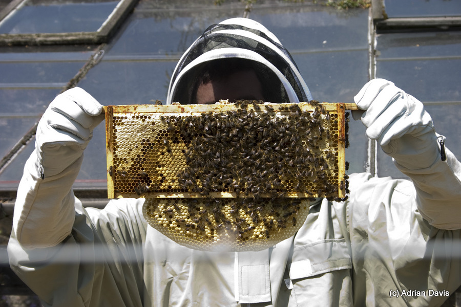 Photo Bees will fill space in the hive box with comb.  Here the bees have drawn out comb on the bottom of a short frame