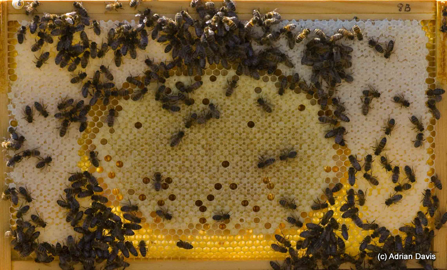 Photo the centre of the hive is where the broodnest can be found.  It has a characteristic arch of honey over it, and a uniform pattern of sealed brood at the centre
