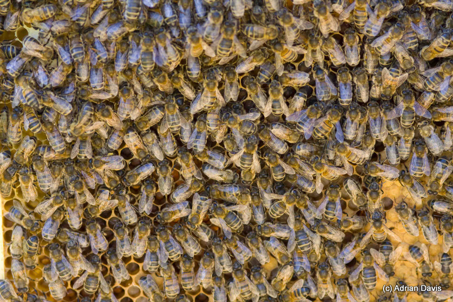 Photo house bees cover frames of brood, making sure that the larvae are well-fed, warm, and healthy