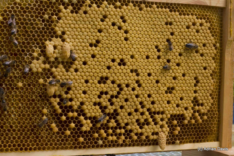 Photo a frame of sealed broad, complete with three queen cells