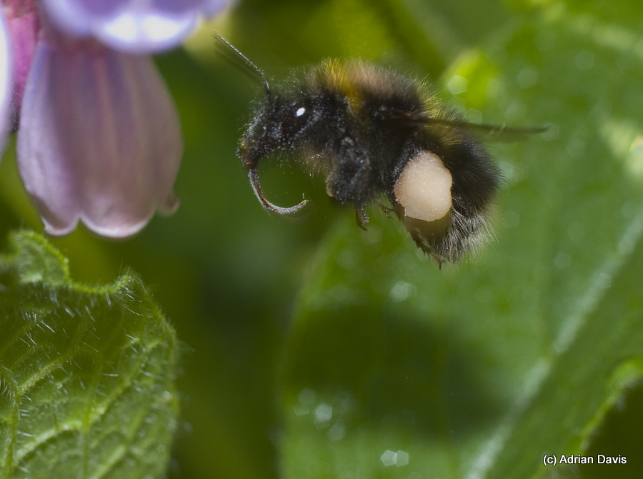 Photo bumble bee approaching a comfrey flower to collect pollen