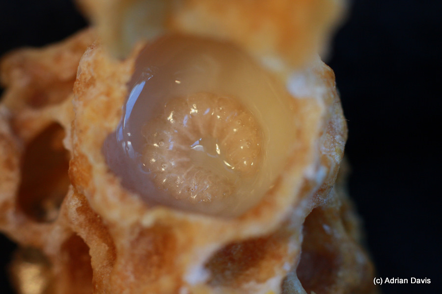 Photo Larva in queen cell, sitting in a pool of royal jelly. Note the spiracles (holes) in the body, through which the larva breathes.