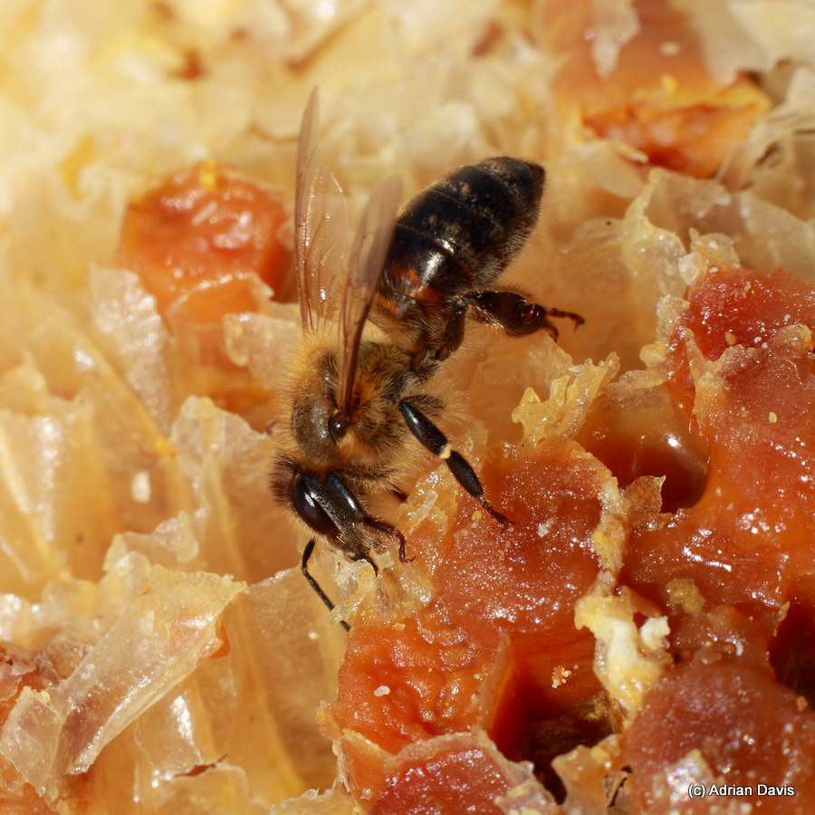Photo honey bee feeding on crystallised honey in a comb