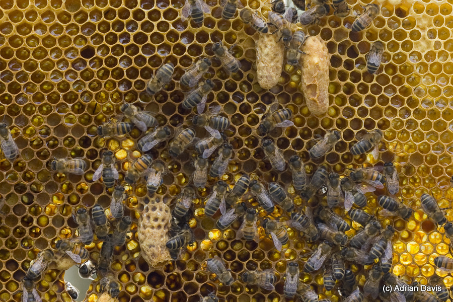 Photo The lowest peanut-shaped queen cell is already opened, so the queen has emerged