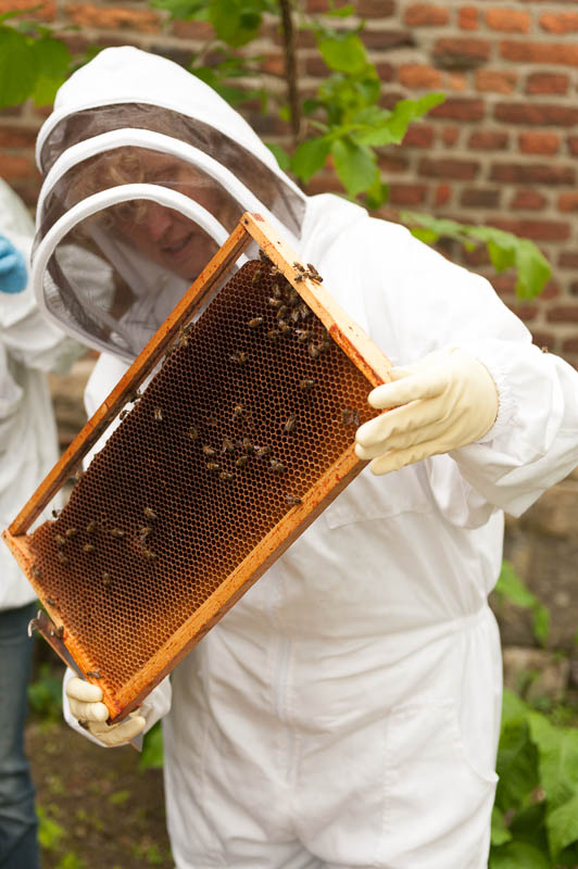 Photo 20130608_bees_0101