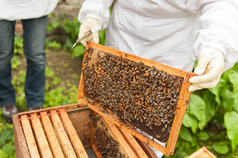 Photo 20130608_bees_0115