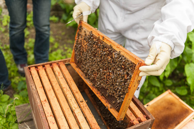 Photo 20130608_bees_0116