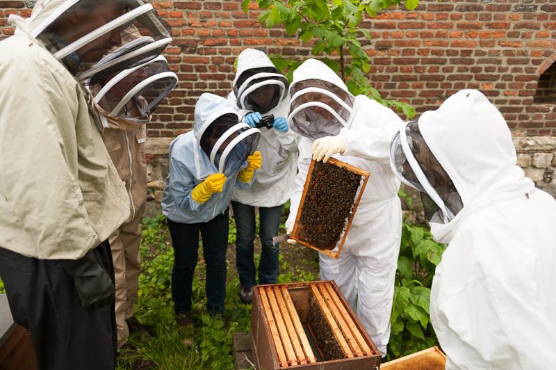 Photo 20130608_bees_0122