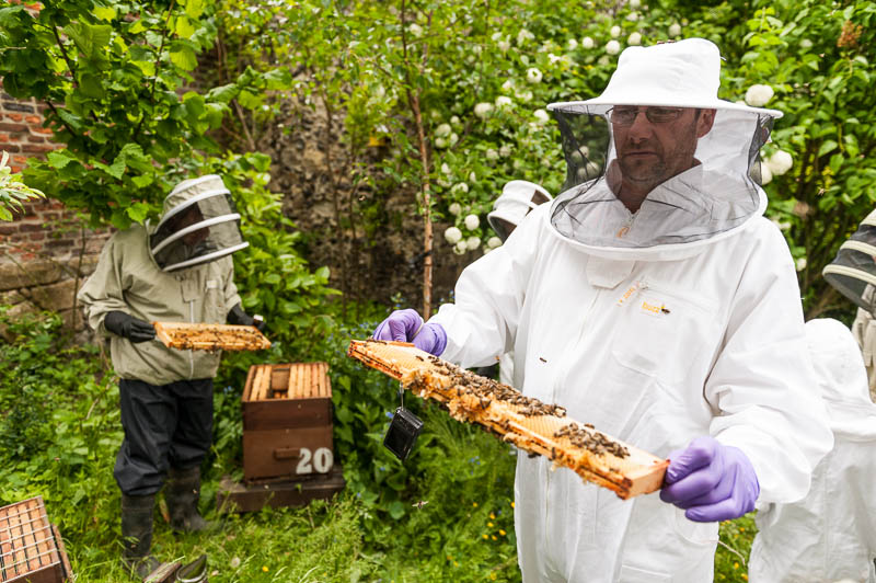 Photo 20130608_bees_0149