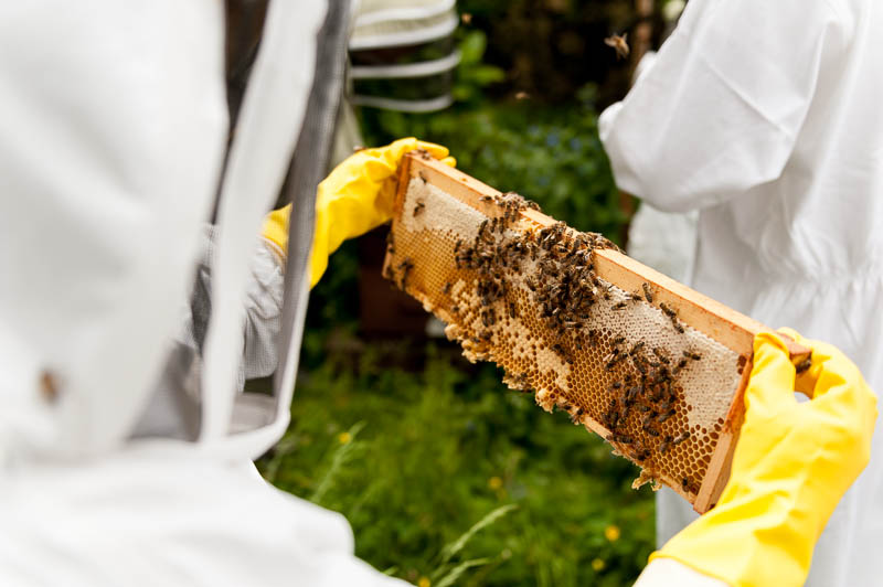 Photo 20130608_bees_0157