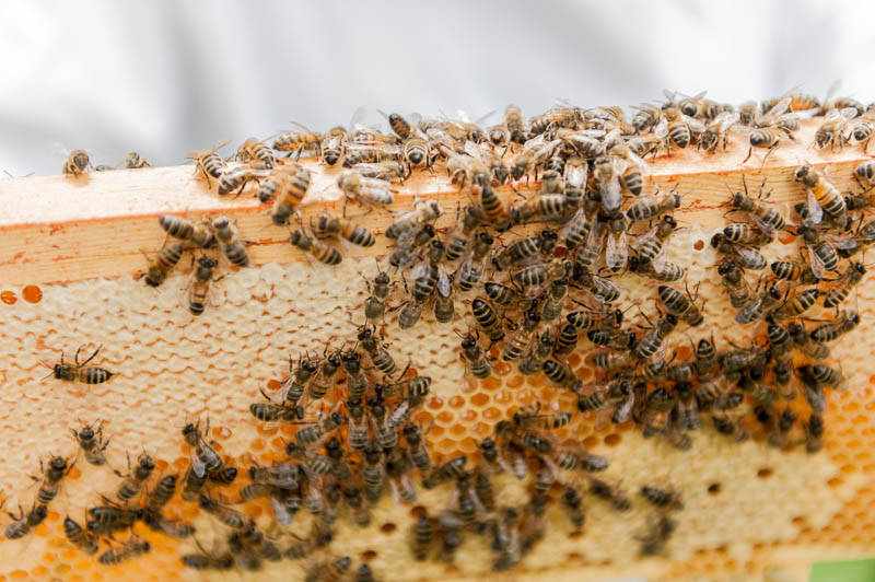 Photo 20130608_bees_0163