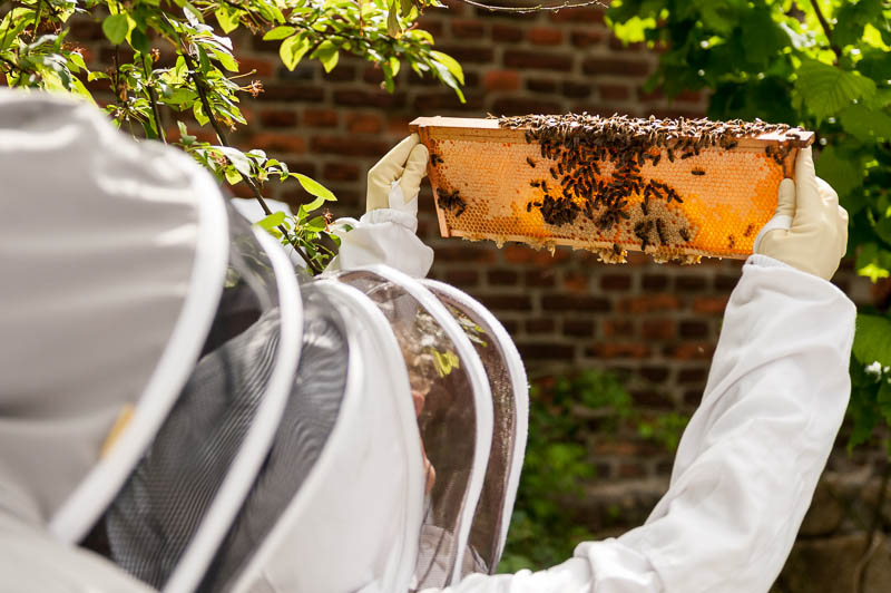 Photo 20130608_bees_0169