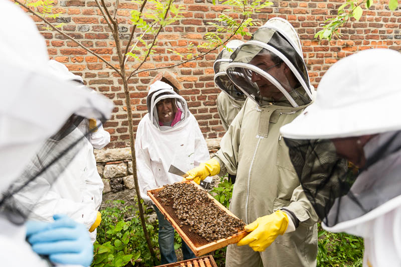Photo 20130608_bees_0235