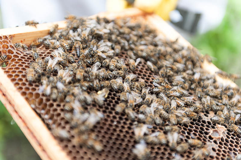 Photo 20130608_bees_0236