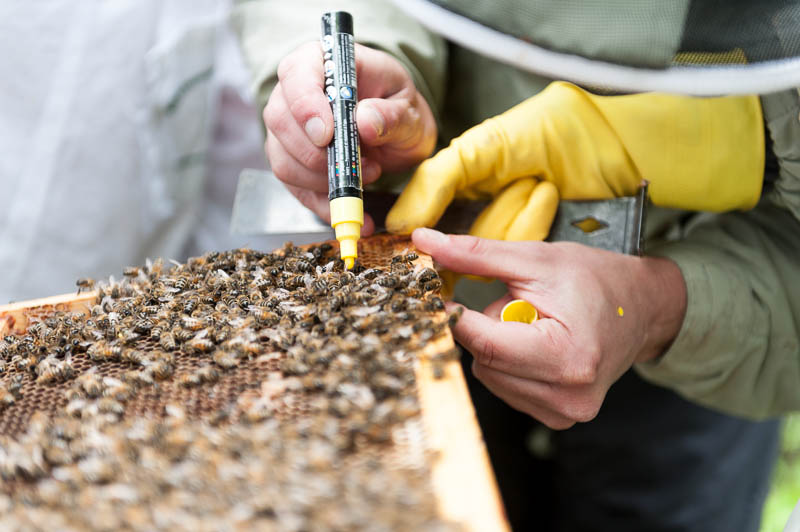 Photo 20130608_bees_0240
