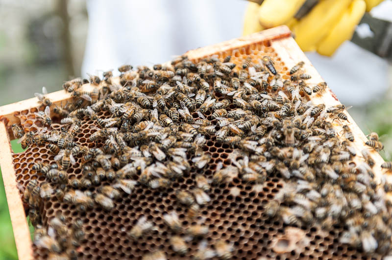 Photo 20130608_bees_0244-Edit