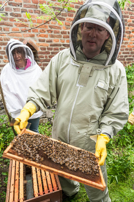 Photo 20130608_bees_0250