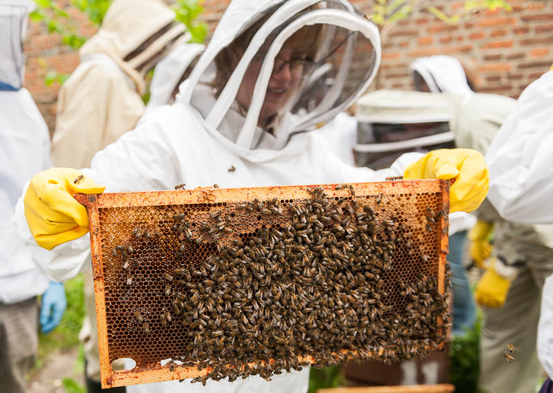 Photo 20130608_bees_0261