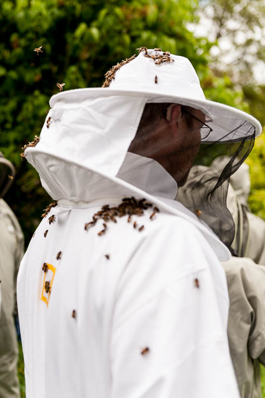 Photo 20130608_bees_0271