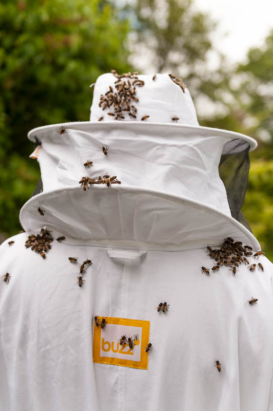 Photo 20130608_bees_0273
