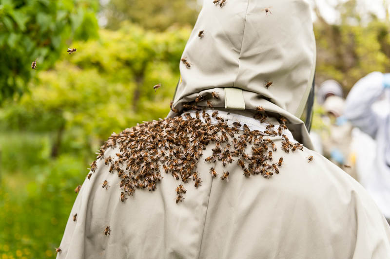 Photo 20130608_bees_0276