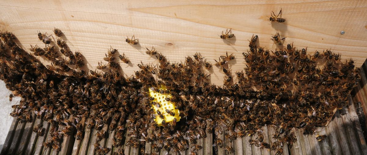 Photo Bees around the queen cage