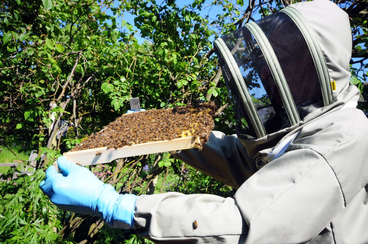 Photo Bees galore