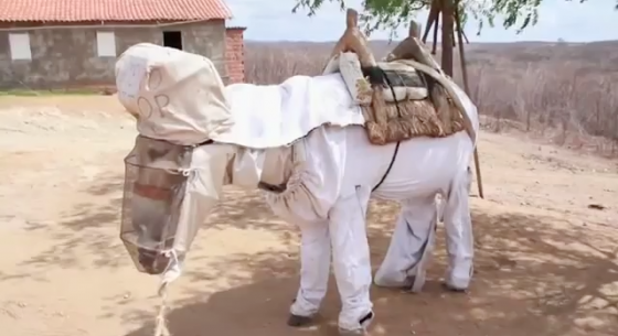 Photo Donkey-Beekeeper-Brazil-560x305