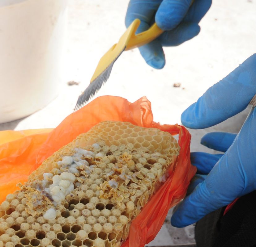 Photo Drone brood to be frozen for mite count