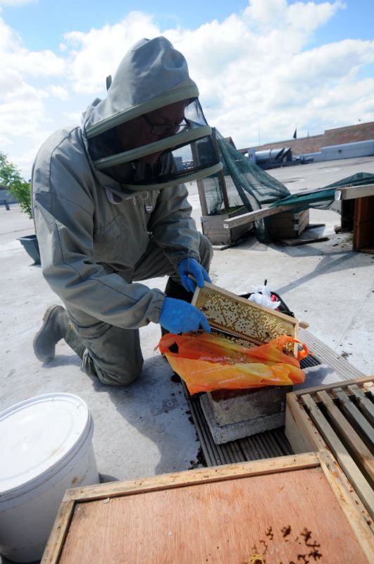 Photo Ridding of a comb of drone cells and accompanying varroa mites