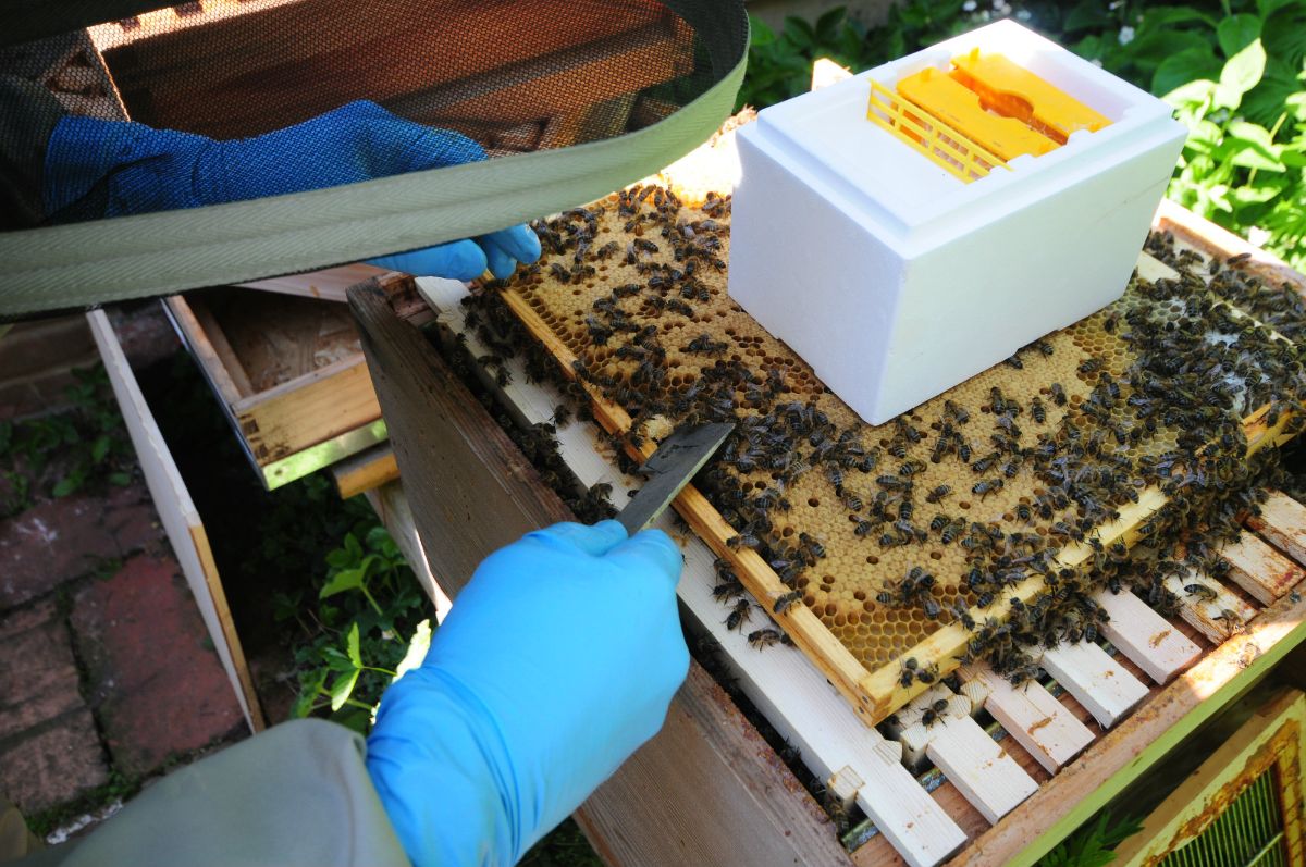 Photo Scraping a queen cell