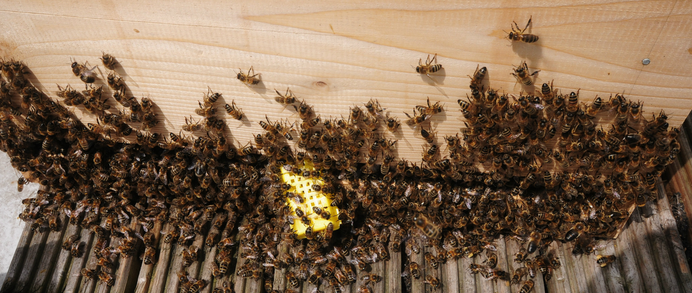 Photo Bees around the queen cage