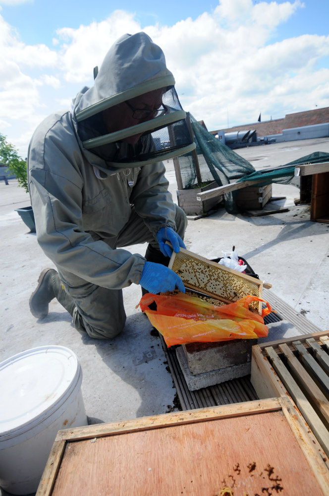 Photo Ridding of a comb of drone cells and accompanying varroa mites