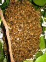 a swarm of honey bees